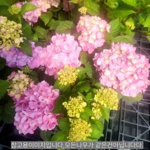 정원수국 엔들레스썸머 수국 (블룸스트러크)4치장 포트 묘목 노지월동 정원용 조경나무 (목하원예조경)