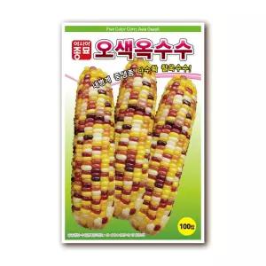 아시아종묘 오색옥수수 씨앗 100립 (찰옥수수/내병계/중생종/단맛이좋은)