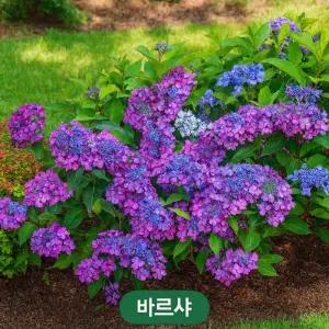 유럽정원수국 바르샤 산수국화형 4치포트 묘목 정원조경 여름꽃 수국 개화주 (목하원예조경)