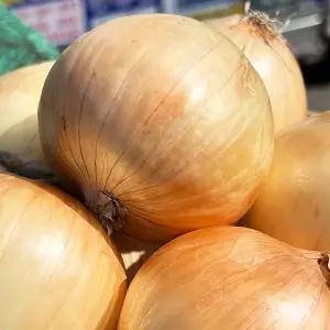 [새벽시장/무료배송] 국산 단단한 햇양파 만생종 저장 숫양파 3kg
