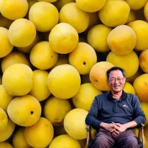6월22일부터발송 [맑은물농원] 하동 황매실 대 10kg