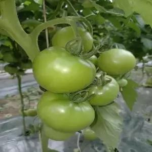 소양강 토마토 10kg 못난이/쥬스용/정품/크기 4~5번과 소과