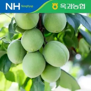 옥과농협 햇 청매실 5kg 상 대 특 왕)