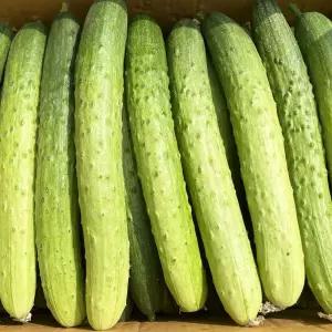 국내산 아삭한 백오이 백다다기 오이 특품 2kg 3kg