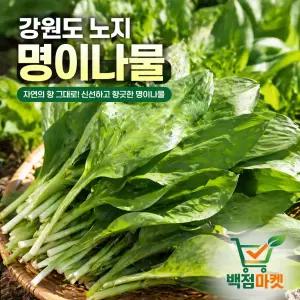 백점마켓 엄선 강원도 자연산 노지 명이나물 향긋한 제철 봄나물 국내산 생채소_1kg