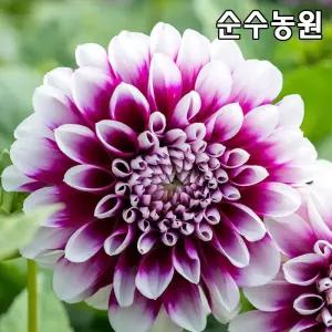 다알리아 모종, 에든버러 15cm사각화분 1개/달리아/꽃구근/다년초