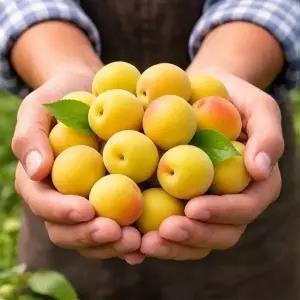 [명가일품]순차 출고 [6월중순부터순차출고][남도의맛] 광양/순천 황매실 10kg...