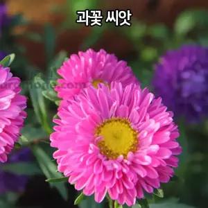 와이지유통 과꽃 씨앗 1000알 과꽃씨앗 꽃씨앗 꽃씨 aster seed