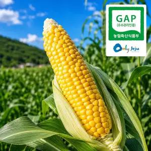[산지발송] 제주 초당옥수수 고당도 선별 GAP 인증 | 10개 (특품/14cm이상)