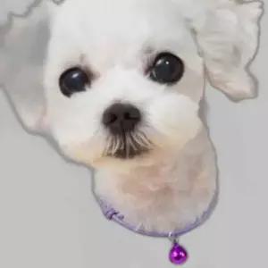 고양이 오색 매듭 방울 목걸이 1P 길이조절 색상랜덤