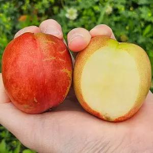 특품 경산 신비 복숭아 3kg 18-30과 대과 경산 천도복숭아 햇복숭아 경산 복숭아 한박스 꿀복숭아