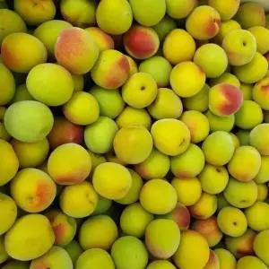 순천 매실 황매실 왕왕 10kg (40-37mm) 당일수확 보민 매실청 매실액 원액 BMN