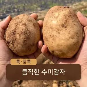 [산지발송] 국내산 햇 수미감자 큰감자 | 3kg(특) / 찜&요리용 (테니스공 크기)
