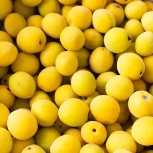 국내산 제철 황매실 햇매실 5kg 10kg 매실청