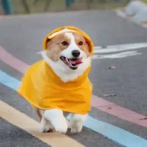 강아지 우비 레인코트 판초 비옷 바람막이 산책 7XL
