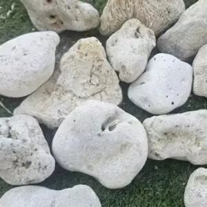 D 어항돌 뼈다귀 산호사 조경돌 2kg