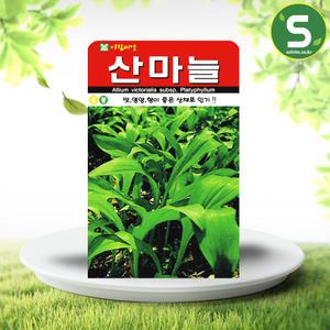 산마늘씨앗 50립 명이나물씨앗 산채 보양채