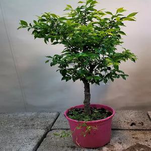 아기별자스민(한목대) 새순이 자라는시기에요
