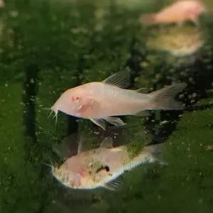 알비노 화이트 코리도라스 (1, 3마리) 청소물고기 잔반처리 구피합사 키우기쉬운 열대어 관상어 물고기 물생활