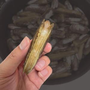 섬진강 맛조개 가리맛조개 1kg(약50미 내외)