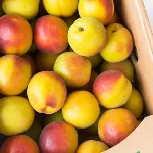 유명산지 새콤달콤 플럼코트 살구 자두 1kg 2kg