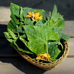 국내산 부드러운 호박잎 800g/1kg