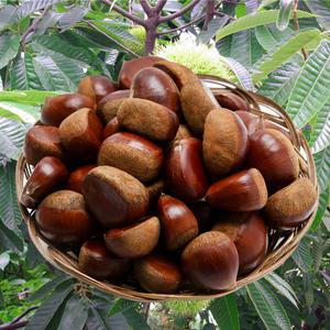 부여 햇밤 햇 알밤 특대 1kg 2kg 9월수확