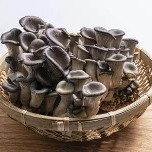 국내산 느타리버섯 2kg