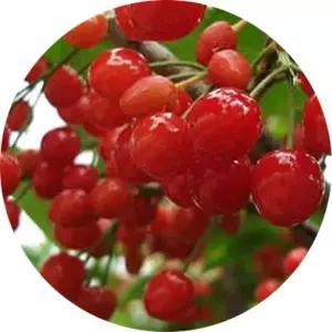 체리 묘목 3년생 금년결실 과실수 유실 나무 중품 과일키우기 재배