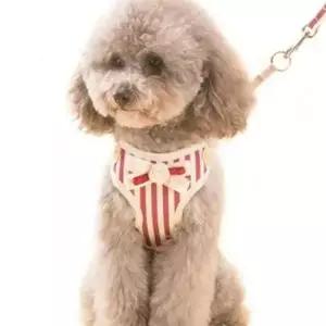 예쁜 비비드 고양이 강아지 목줄 가슴줄 하네스