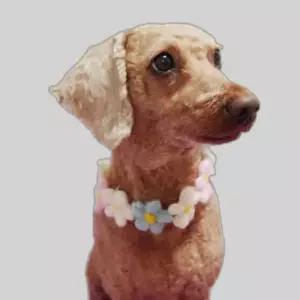 애견목걸이 강이지 고양이 반려동물 액세서리 목줄 M