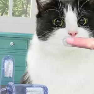 실리콘 핑거 칫솔 강아지 고양이 손가락 투명