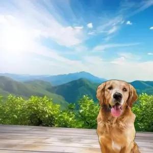 강아지 반려견 손가락 실리콘 칫솔 치석제거 스케일링