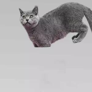 도넛 고양이 핑크 터널 60cm 집 숨숨집