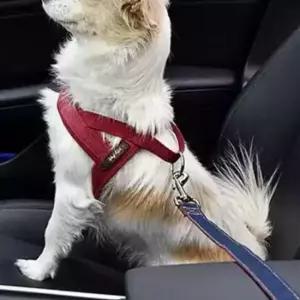 강아지 안전벨트 데님 차량용 애완견 안전벨트 자동차강아지안전 애견안전벨트 차량용강아지 반려견 Q 반려