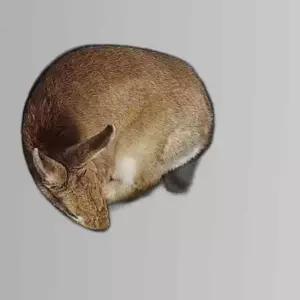 고양이 도넛하우스 반려묘 원형 숨숨집 연회색