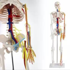 인체 순환계 골격 관찰모형 85cm 의대 교보재 A0003