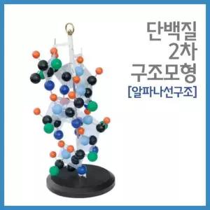 단백질 2차 알파나선구조 모형 만들기 화학 A1568