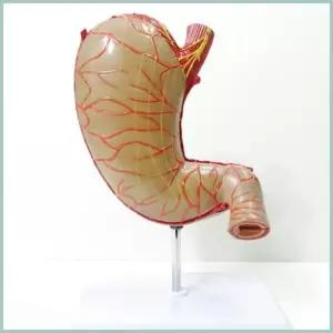 인체모형 위 1.5배 확대 내외부 관찰가능 모형 A0081