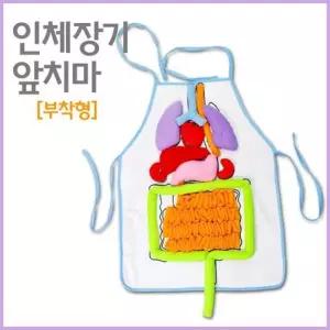 생물교구 인체 장기 심장 위 간 폐 소장 앞치마 A1625