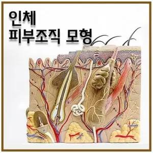 인체 의료교육용 피부 내부조직 50배확대 모형 A0019