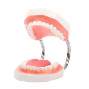 구강구조 대형 치아모형 학습교재 25cm A0121