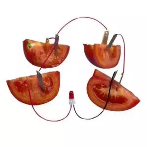 과일 야채 활용 LED 과일전지 실험키트 A2880 10개