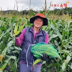 [우체국쇼핑] 26년 무안황토밭 시골 미백 찰옥수수 10개 (12cm 이상)