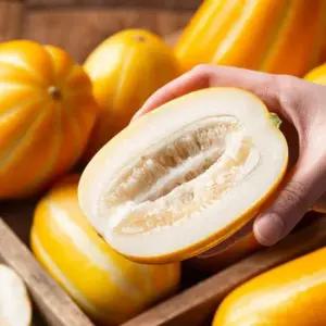 농협 한입에 반한 참외 5kg 특 대과 11-15과내