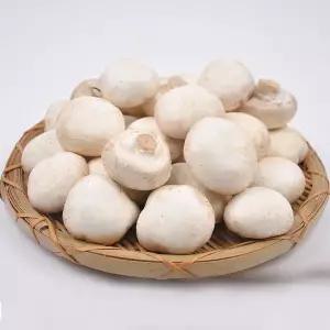 [푸르젠][산지직송] 양송이버섯 못난이 1kg /GAP 인증