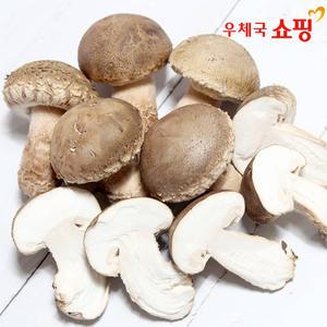 [우체국쇼핑]문경 송화고버섯 송이향 쫄깃한 고기 식감