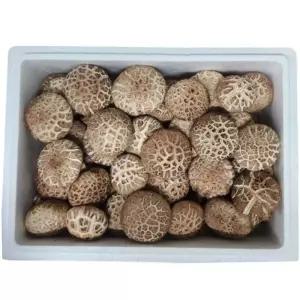 무안 도담 생 표고버섯1kg 가정용(못난이)