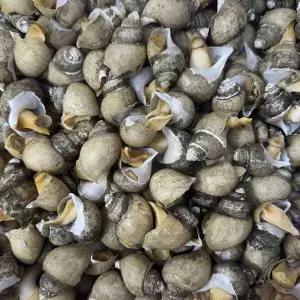 자연산 흑고동 1kg