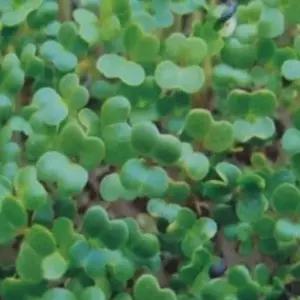 새싹전용 새싹 경수채 야채 채소 종자 씨앗 원예 30g